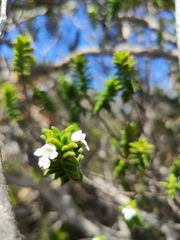 Prostanthera densa