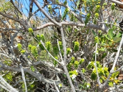 Prostanthera densa