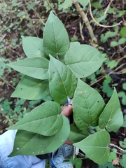 Croton niveus