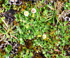 Plagiocheilus frigidus