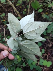 Croton niveus