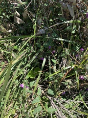 Howittia trilocularis