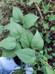 Croton niveus