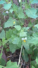 Solanum tweedianum