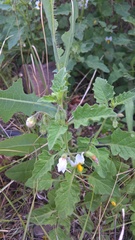 Solanum tweedianum