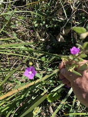 Howittia trilocularis