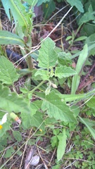 Solanum tweedianum