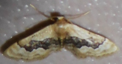 Idaea occidentaria