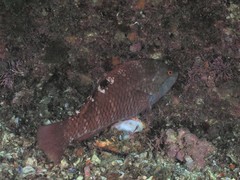 Pseudolabrus luculentus