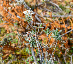 Linochilus rupestris