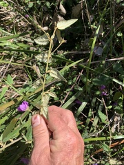 Howittia trilocularis