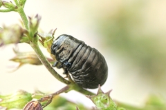 Chrysolina coerulans