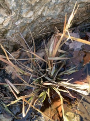 Panicum philadelphicum