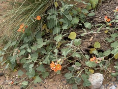 Sphaeralcea parvifolia