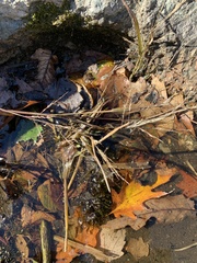 Panicum philadelphicum