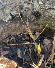 Panicum philadelphicum