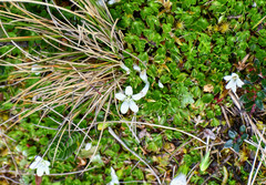 Geranium sibbaldioides sibbaldioides