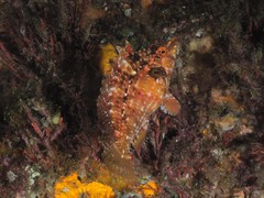 Pteragogus enneacanthus