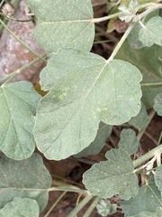 Sphaeralcea parvifolia