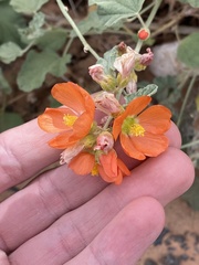 Sphaeralcea parvifolia