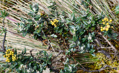 Monticalia andicola