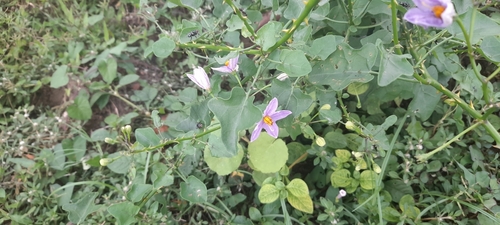 Image of Solanum trilobatum by (c) P Jeganathan, some rights reserved (CC BY)