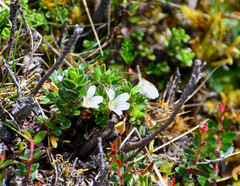 Geranium sibbaldioides sibbaldioides