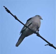 Columbina picui