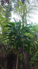 Cordyline rubra
