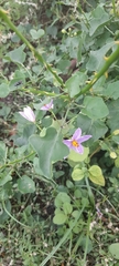 Solanum trilobatum