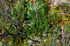 Valeriana microphylla