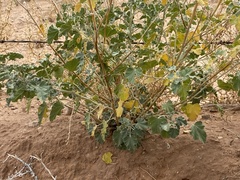 Sphaeralcea parvifolia