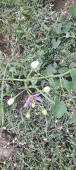 Solanum trilobatum