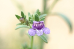 Chaenorhinum litorale