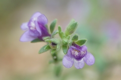 Chaenorhinum litorale