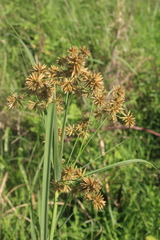 Cyperus vorsteri