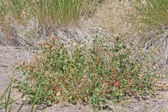 Sphaeralcea munroana