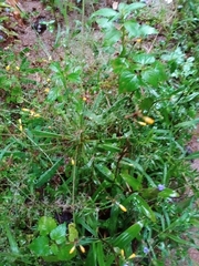 Biophytum sensitivum