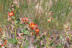 Sphaeralcea munroana