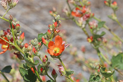 Sphaeralcea munroana
