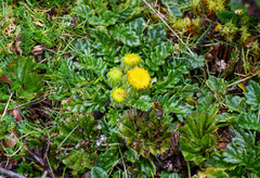 Senecio repens