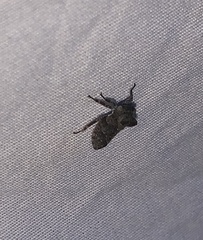 Microcentrus perditus