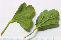 Sphaeralcea munroana