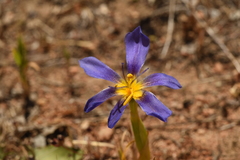 Calydorea xiphioides