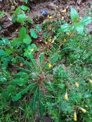 Biophytum sensitivum