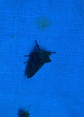 Microcentrus perditus