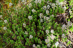 Valeriana microphylla