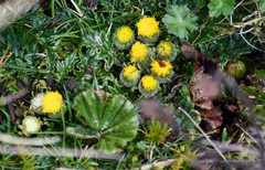 Senecio repens