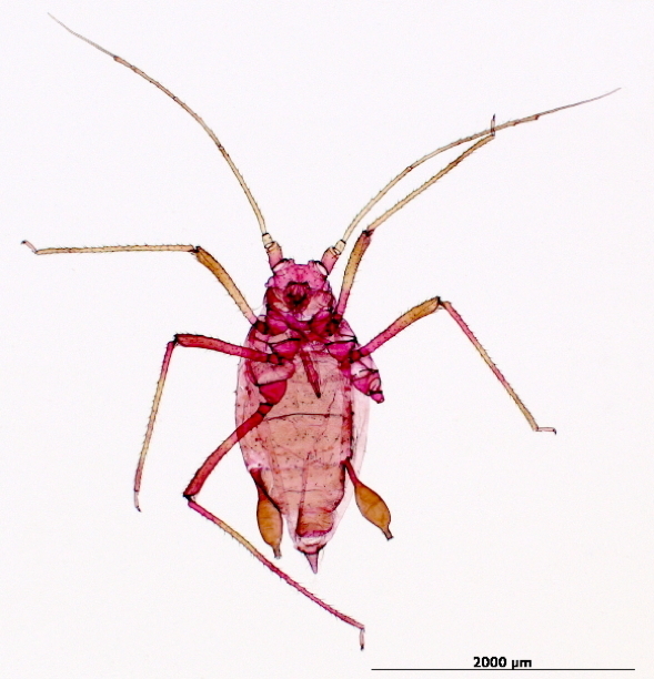 Rhopalosiphoninus