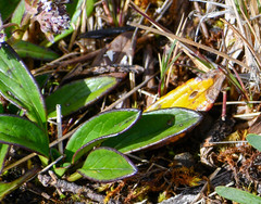 Valeriana adscendens